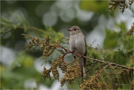 <p>LEJSEK ŠEDÝ (Muscicapa striata) - Slovensko ---- /Spotted flycatcher - Grauschnäpper/</p>